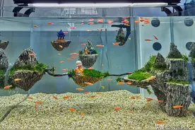 拍摄日志｜打卡济南水族用品展图片