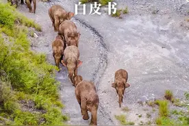 怎么保护生物多样性？请看中国的办法！图片