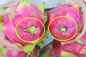 火龙果甜不甜，看一眼这个位置就知道，学会了包你买到的香甜多汁图片