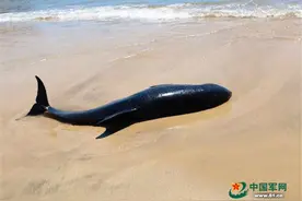 暖心！海训官兵救助300多斤搁浅海豚全过程图片