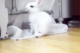 兔兔打哈欠，打哈欠，打哈欠视频封面