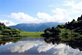 大美甘南花木趣闻之五：草原仙子山丹花图片