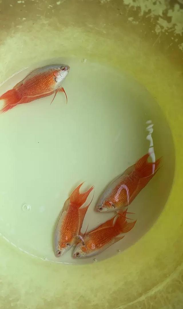 新手如何繁殖斗鱼？关键在于带苗难，学好这几步轻松搞掂