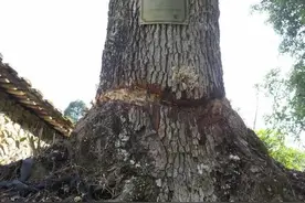 割树皮灌除草剂，一棵风水宝树“惨遭谋害”！是谁狠心下毒手？图片