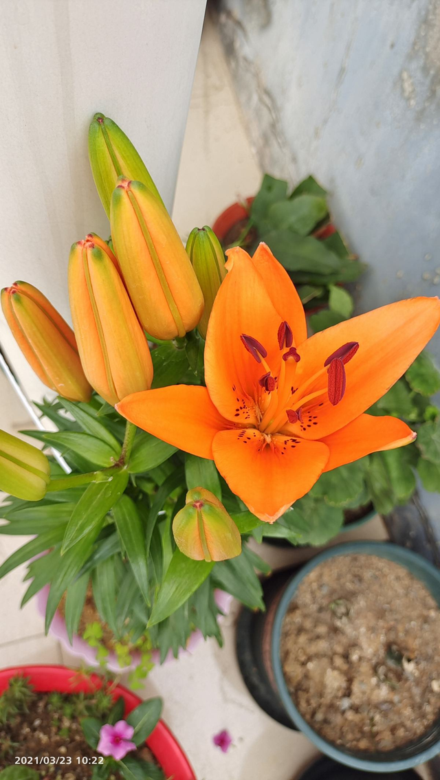 北方阳台花卉养殖(北方阳台适合种什么果树)-措必培
