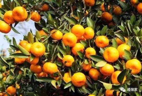 聚天门冬氨酸——氨基酸肥料中的王者