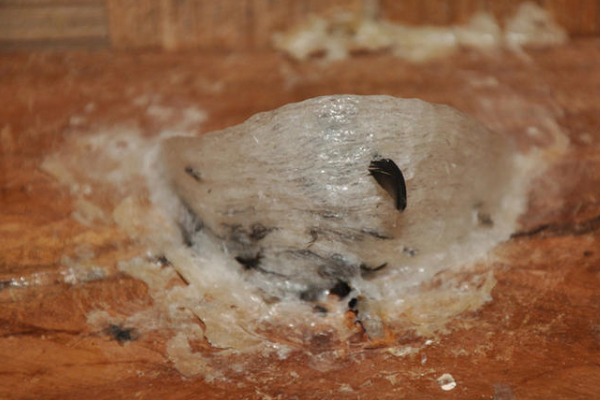 燕窝品种 2026年燕窝品种分类