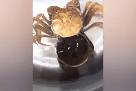水下拍摄！湖底探秘大闸蟹首次脱壳瞬间~图片