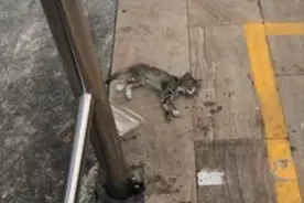 小猫从2楼摔下，奄奄一息被救活，半年后却因“笑容”走红图片