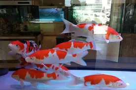 为什么鱼店里的锦鲤都很好，买回家以后，就逐步患病或者死亡？图片