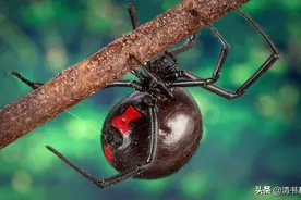 蜘蛛，黑寡妇是脾气火爆的女王，红玫瑰宠物蜘蛛是蠢萌的憨憨图片