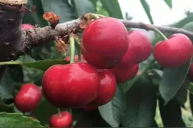 四川小波车厘子树苗基地分享车厘子高产优质栽培技术（一）图片