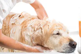 养狗几年，都不一定知道，这些东西可以去除“狗味”图片