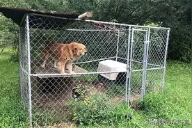 狗被关在笼子里7年，风吹日晒，从未尝过散步的滋味图片