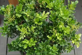 夏季养殖米兰只需这几个小方法，不落叶，长势旺，花香满园图片