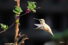 神奇的蜂鸟图片