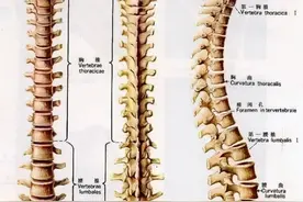 健康科普堂 | 如何正确维护您的脊椎健康？图片