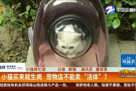 从宠物店买回来的小猫生病了，女子维权却被店家倒打一耙，一查宠物店连“资质”都没有图片