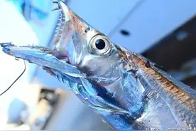 全国哪里的带鱼最好吃，经过评比这4个地方比较出名，你全吃过吗图片