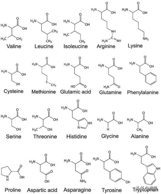 蛋白质翻译时如何确保选择正确的tRNA？