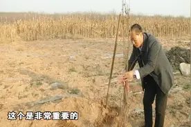 买树苗后，如何储存成活率更高？专家手把手来教您视频封面