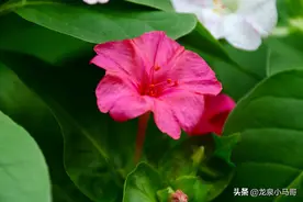 紫茉莉又称地雷花，你们那里叫什么呢？图片