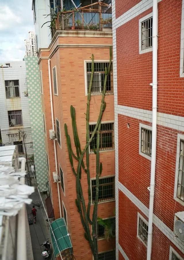 鱼鳞痣开花图片