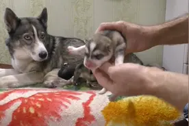 小二哈刚出生，就被主人抱去把玩，狗妈很委屈：玩够了还我图片