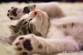 猫咪仰卧睡觉其实很舒服，有时会因疾病而仰卧，这一点需要辨别图片