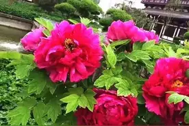 "花心″一词的由来图片