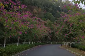 我眼里的广东人图片