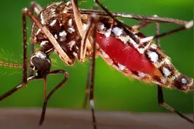 你真的了解蚊子吗？夏天来了，对待敌人你需要知己知彼图片