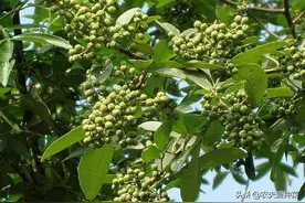 1树生得妙，果能吃、叶能吃，全身是宝，小时候却砍来当柴烧图片