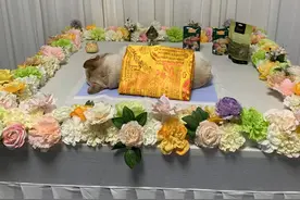 新鲜！临沂现在都有宠物火化殡葬一条龙服务了图片