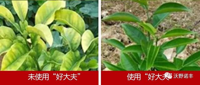 国家重点研发计划产业化「2021国内酶解氨基酸叶面肥的新旗舰」