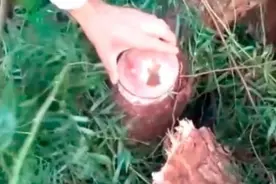 巴西伐木工砍树砍出耶稣像，栩栩如生像真人，是天意还是人为？图片