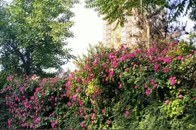 月季花扮靓北京丰台图片