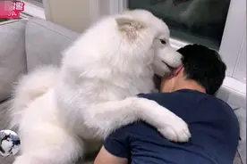 从流浪狗到“暖男”，萨摩耶被领养后，反而救了铲屎官图片