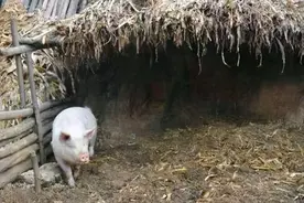 河北农民家中猪圈无故丢猪，无奈报警，专家赶到后乐开了花图片