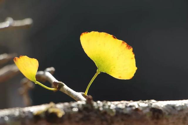 秋风吻尽银杏叶，艳遇醉美帽子峰
