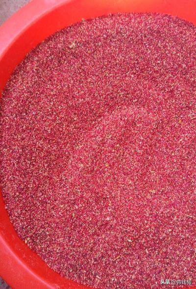 南方四川重庆藜麦种植籽实营养物质蛋白质