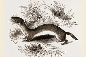 即使捉到黄鼠狼，也一定要放生？老人的话还是有一定道理的图片