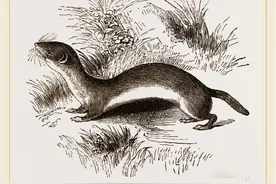 即使捉到黄鼠狼，也一定要放生？老人的话还是有一定道理的图片