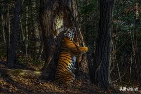 追兔狲六年的中国摄影师：扎根祁连山，抱得大奖归图片