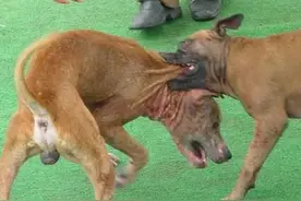 狗斗是什么意思图片