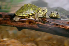 养乌龟却没有好晒台？别花冤枉钱，这几种你在路边就能捡到图片