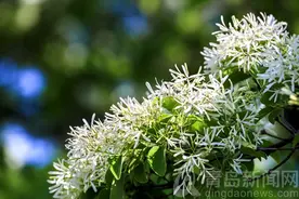 高清实拍：青岛沧口公园流苏树花开 如雪压树丝丝如玉图片
