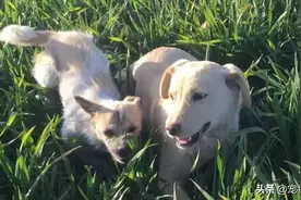 三条腿狗狗因“不吉祥”被活埋，被收养后因救主人命变幸运之神图片