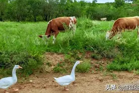 养殖场没有规划就是违建吗？这次终于清楚了图片