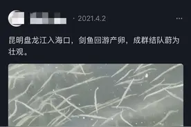 密密麻麻！盘龙江入湖口的这种小鱼，最近火了图片